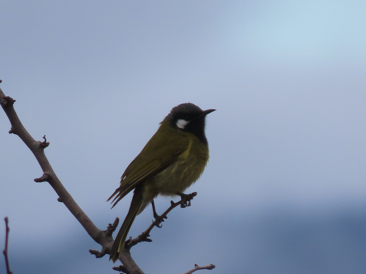 White-eared Honeyeater - ML620428245