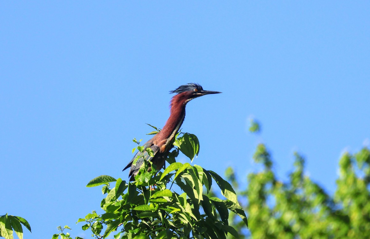 Green Heron - ML620428246