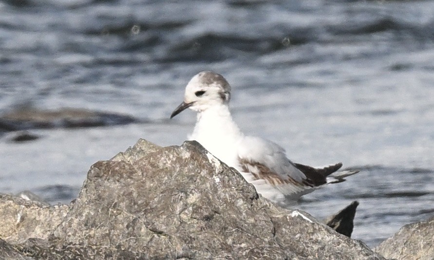 Gaviota Enana - ML620428250