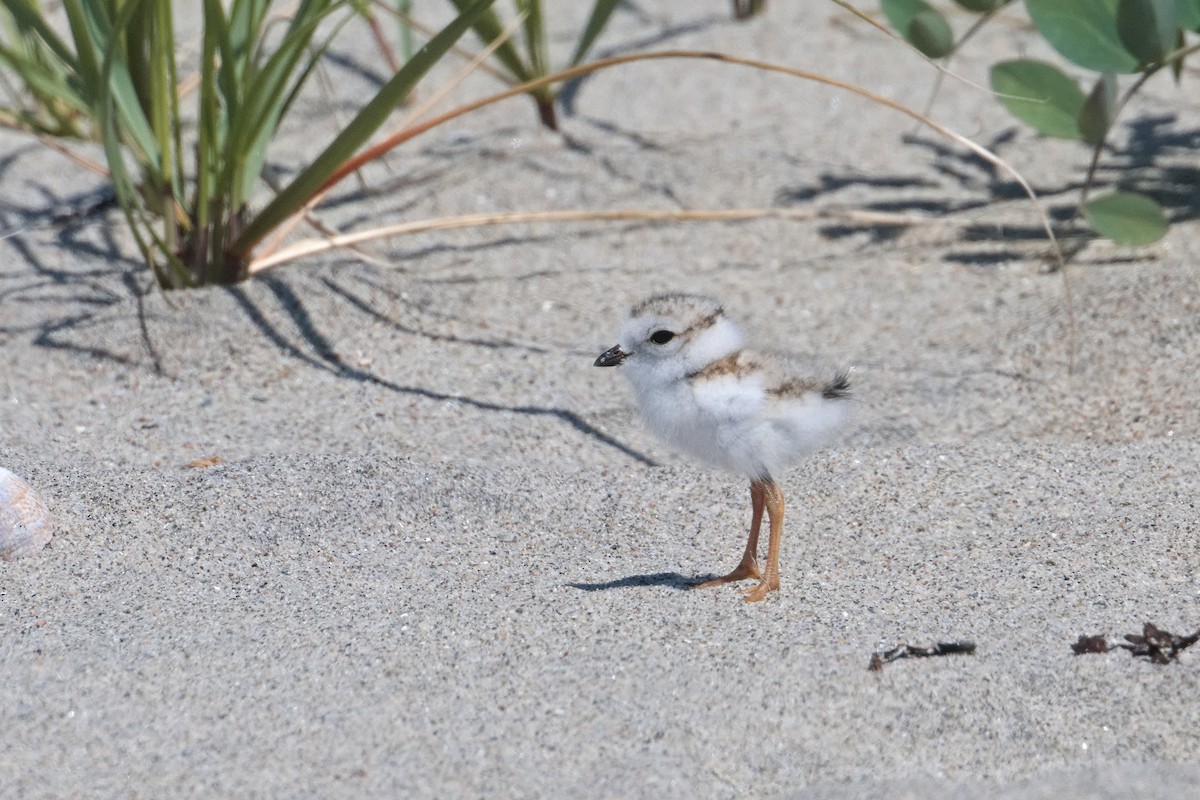 Piping Plover - ML620428251