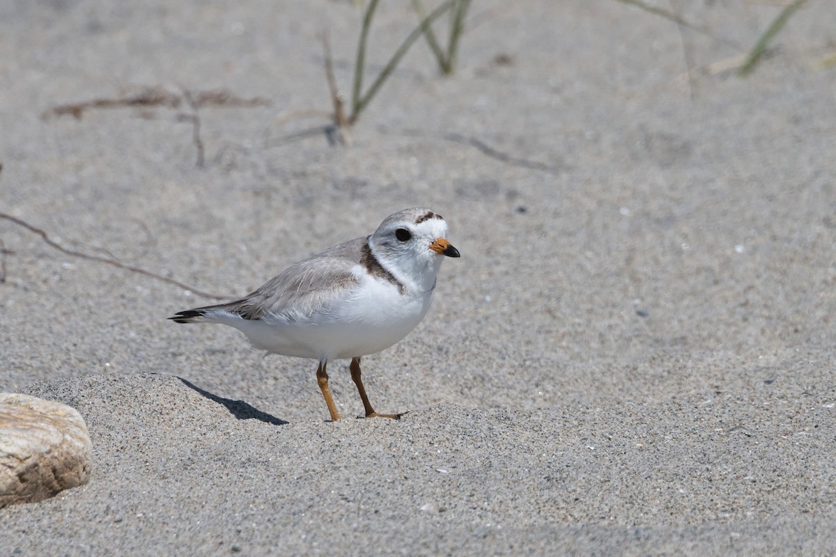 Piping Plover - ML620428253