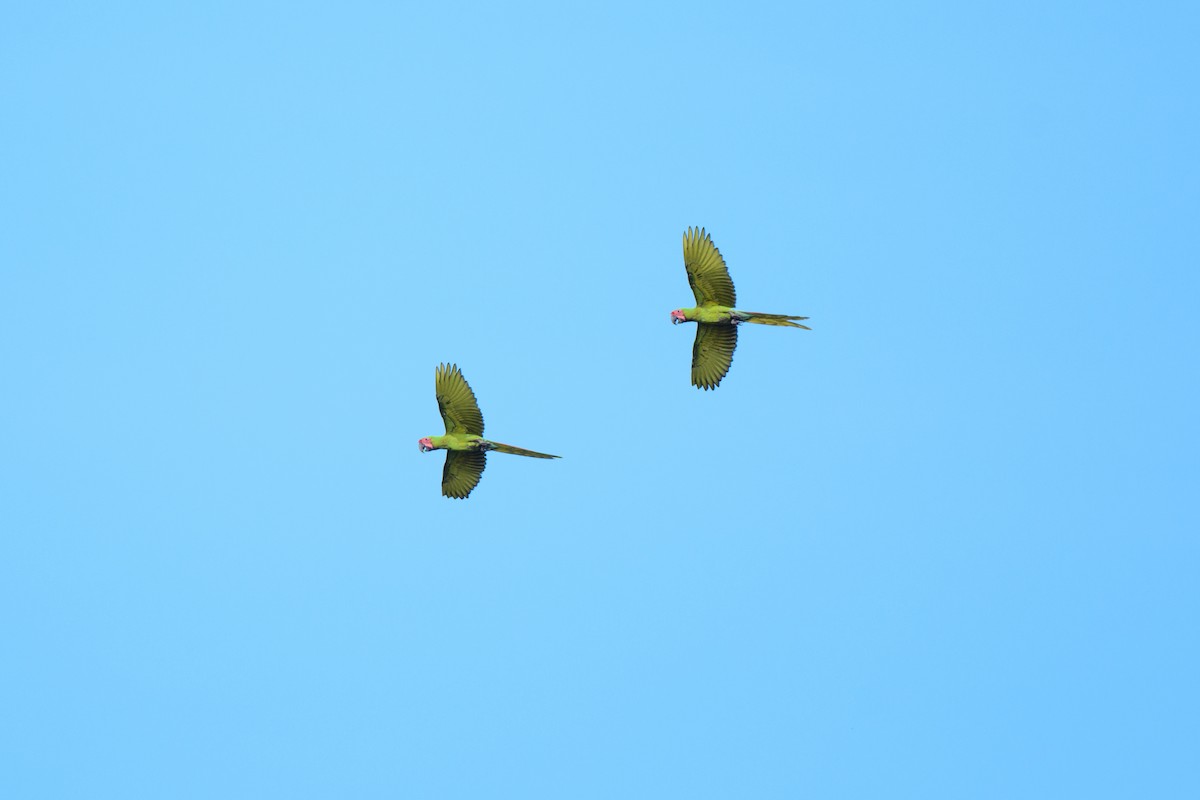 Great Green Macaw - ML620428255