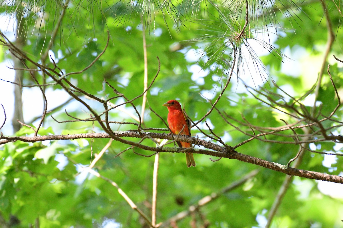 Summer Tanager - ML620428258