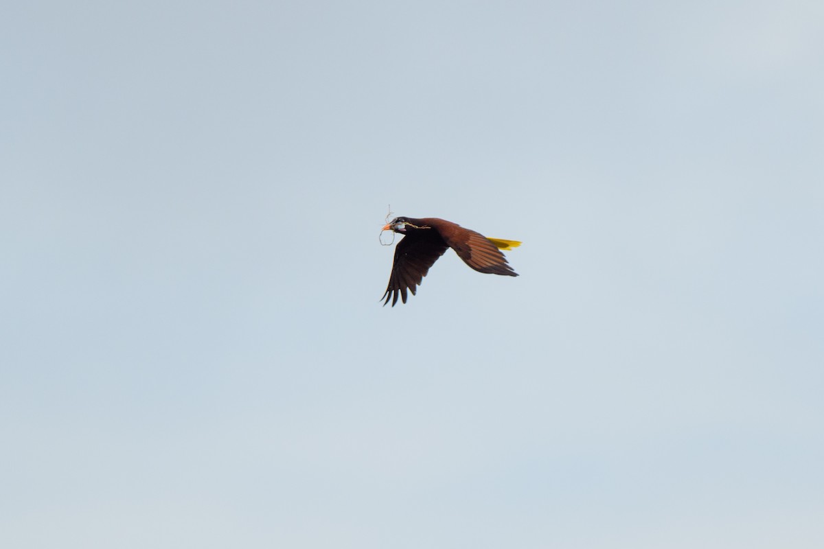 Montezuma Oropendola - ML620428261