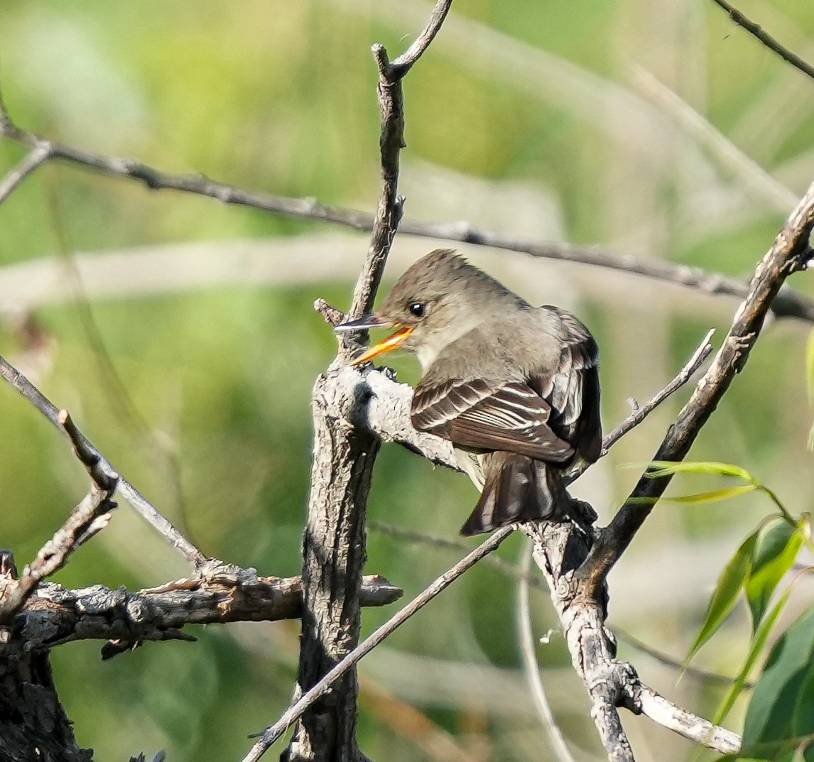 Western Wood-Pewee - ML620428276