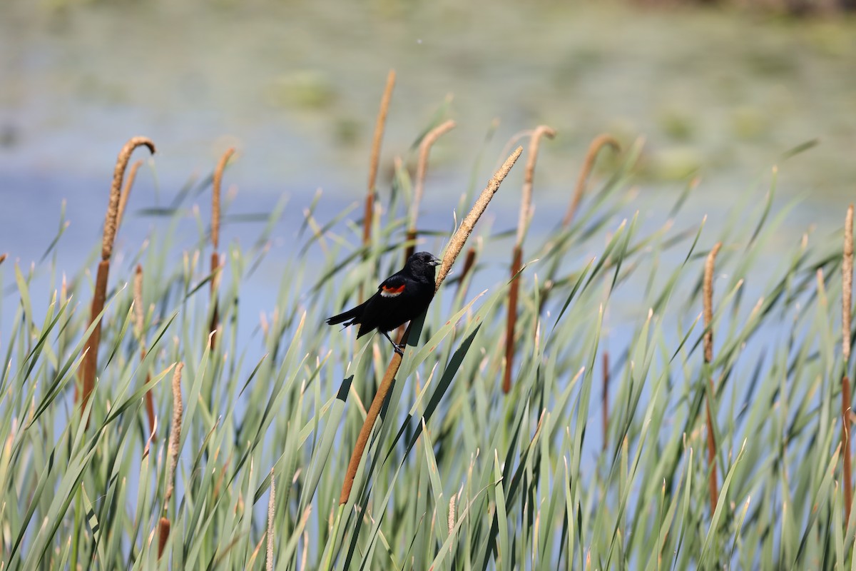 Red-winged Blackbird - ML620428290