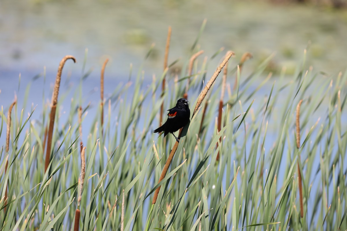 Red-winged Blackbird - ML620428291