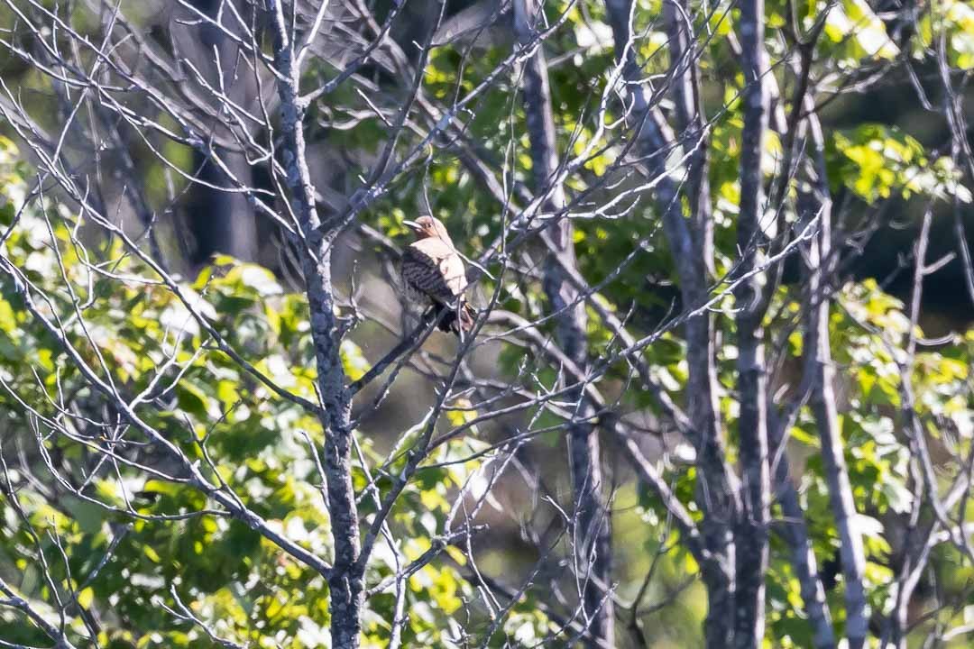 Northern Flicker - ML620428293