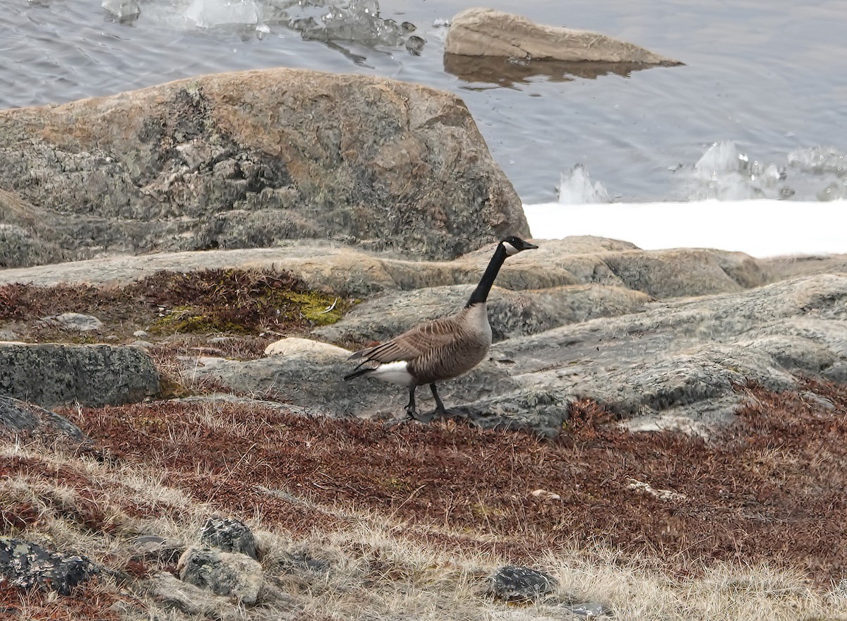 Canada Goose - ML620428299