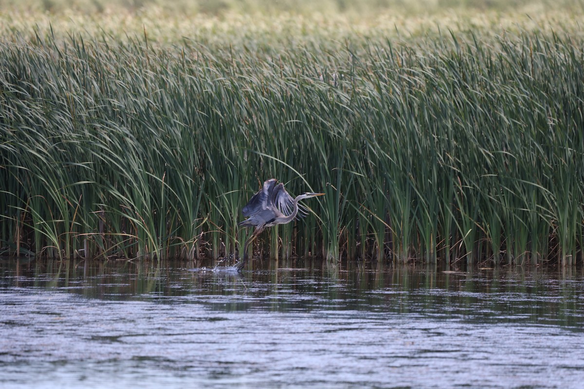 Great Blue Heron - ML620428300