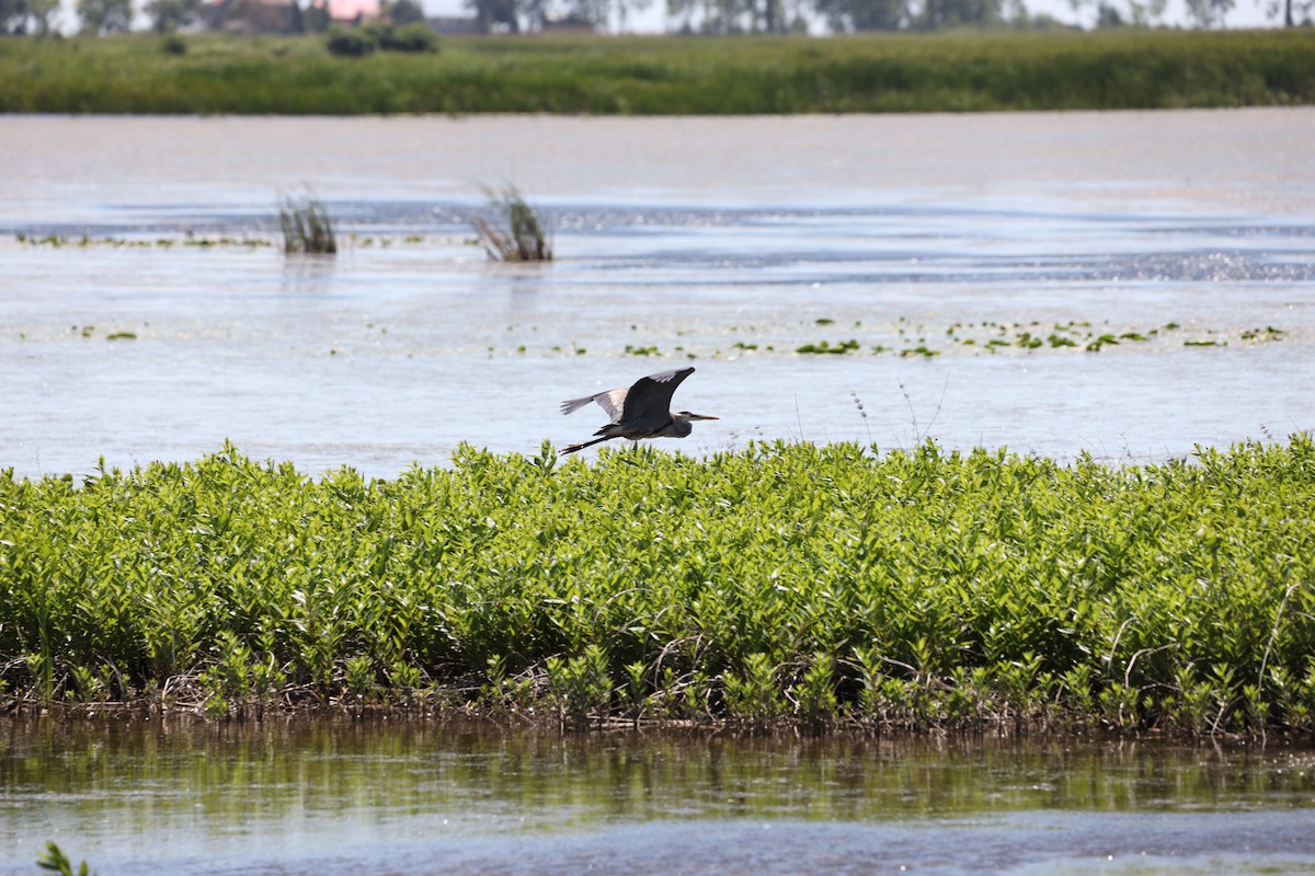 Great Blue Heron - ML620428304