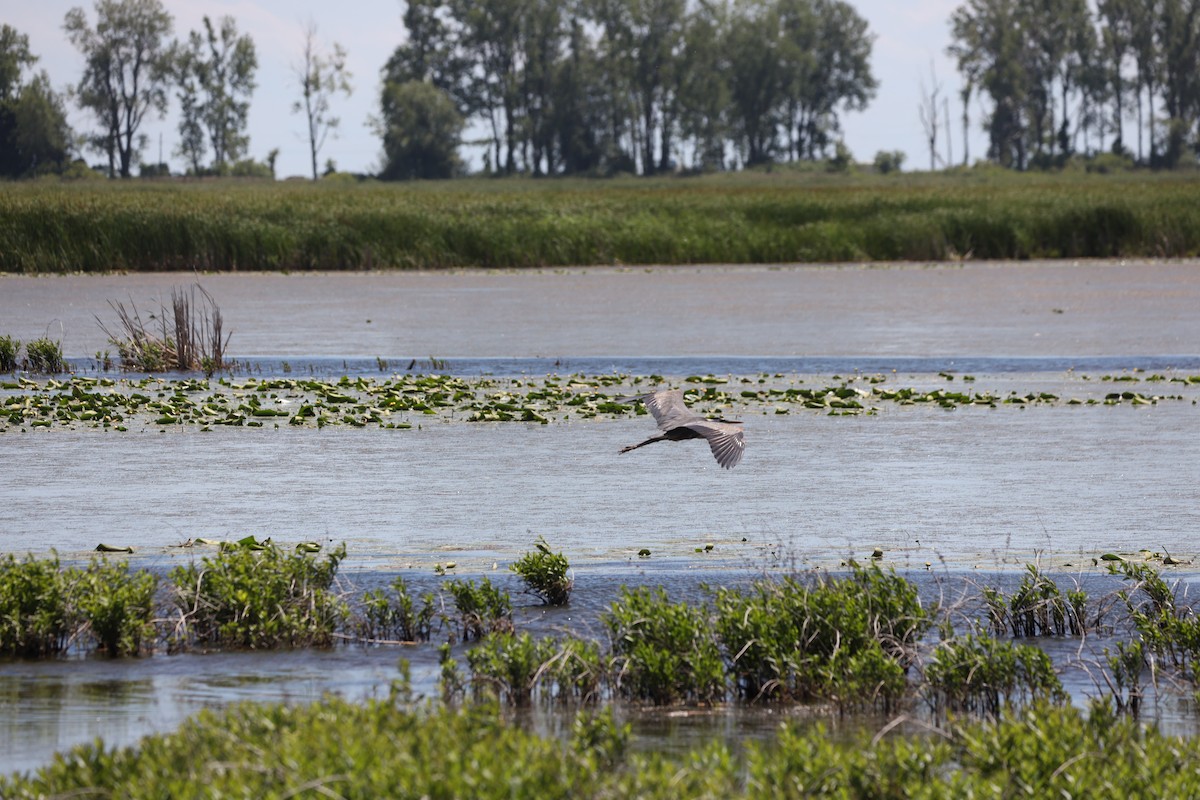 Great Blue Heron - ML620428306