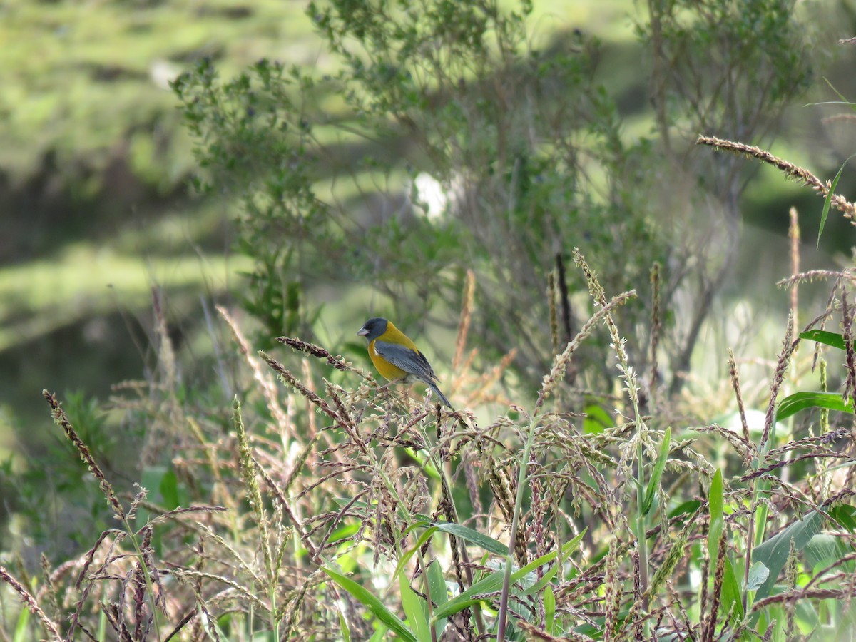 Peruvian Sierra Finch - ML620428309