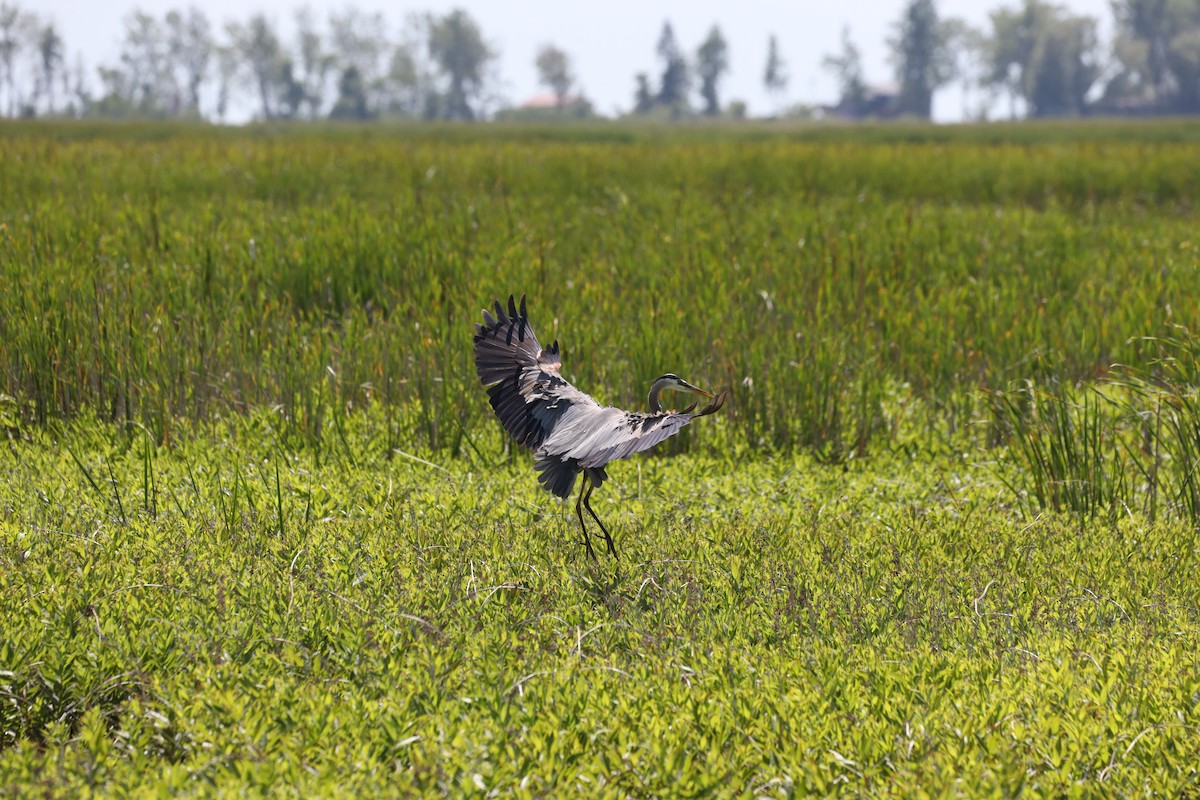 Great Blue Heron - Gailen Wilbrink