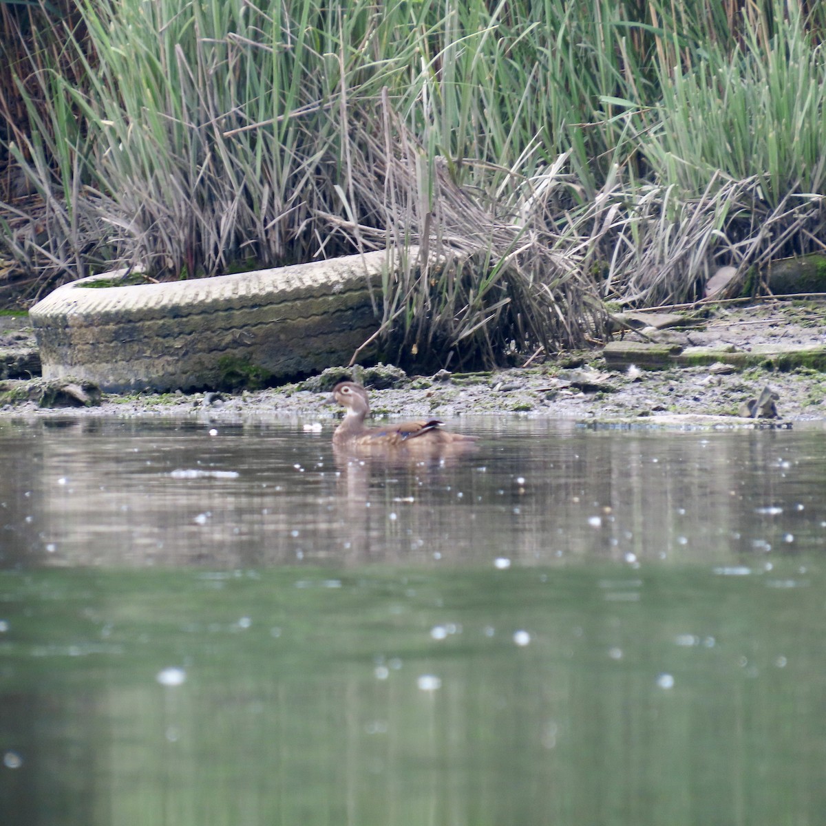 Wood Duck - ML620428314