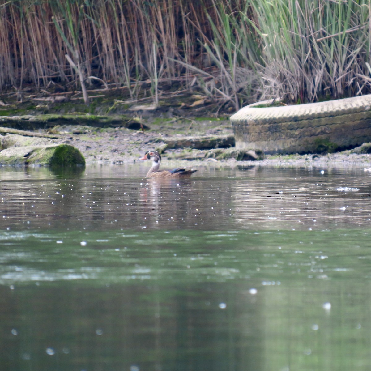 Wood Duck - ML620428315