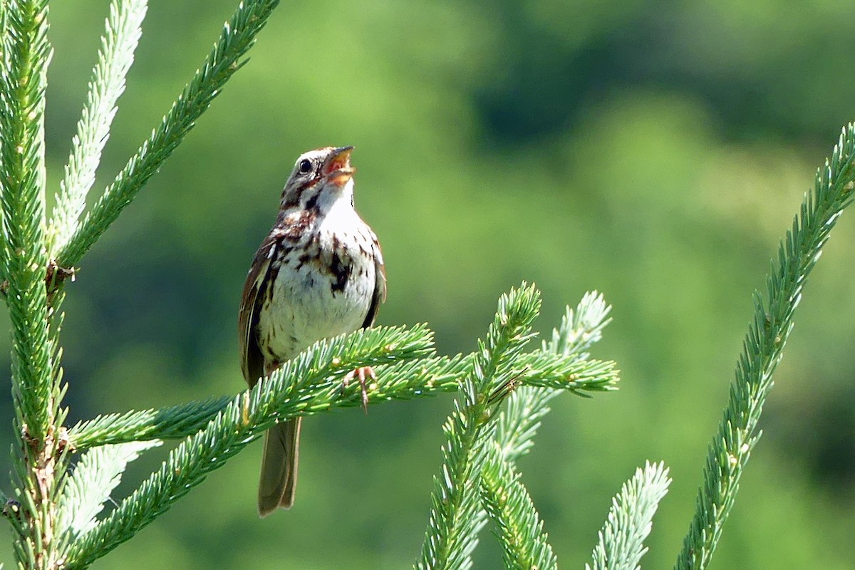 Song Sparrow - ML620428316