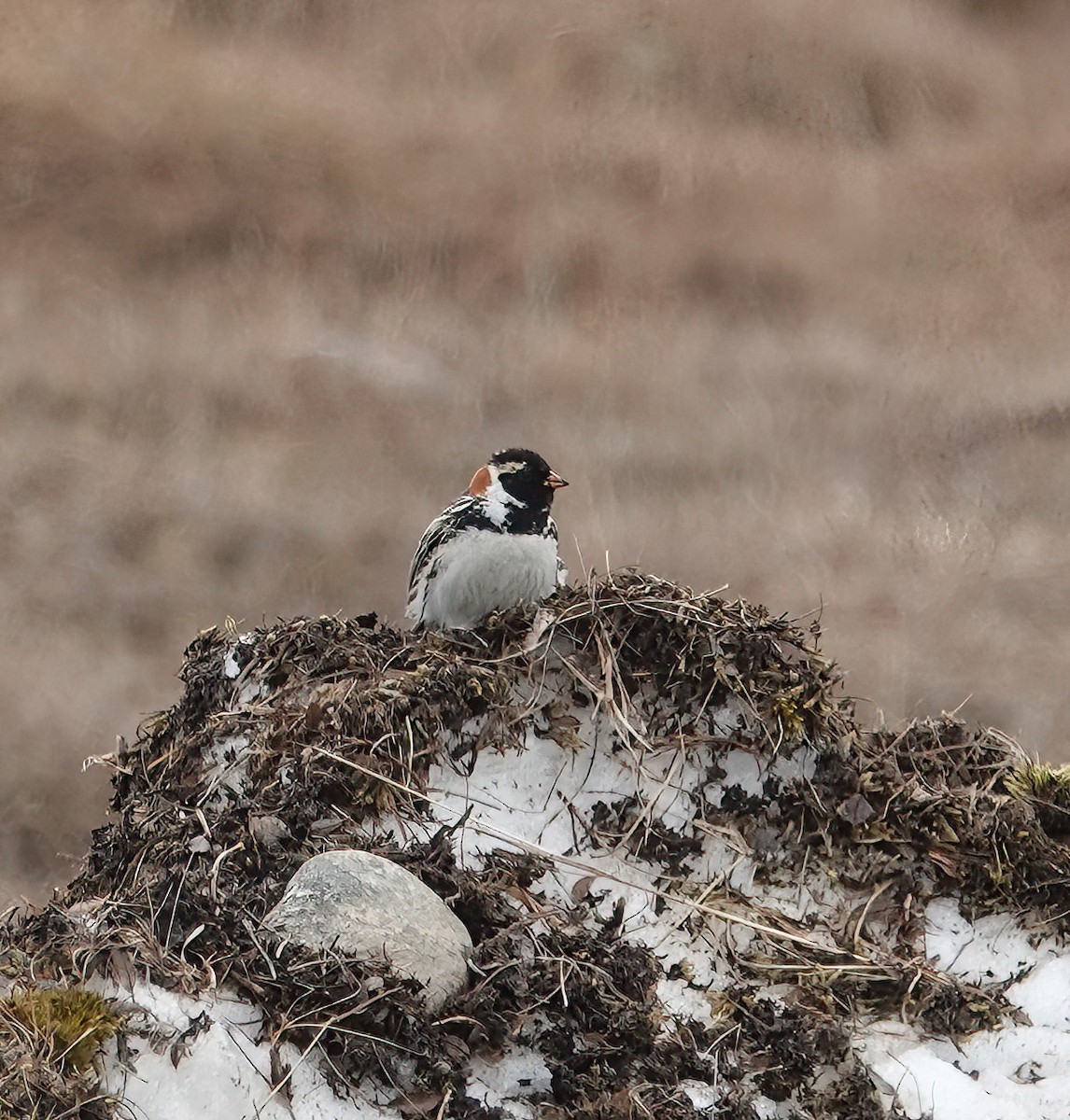 Lapland Longspur - ML620428317