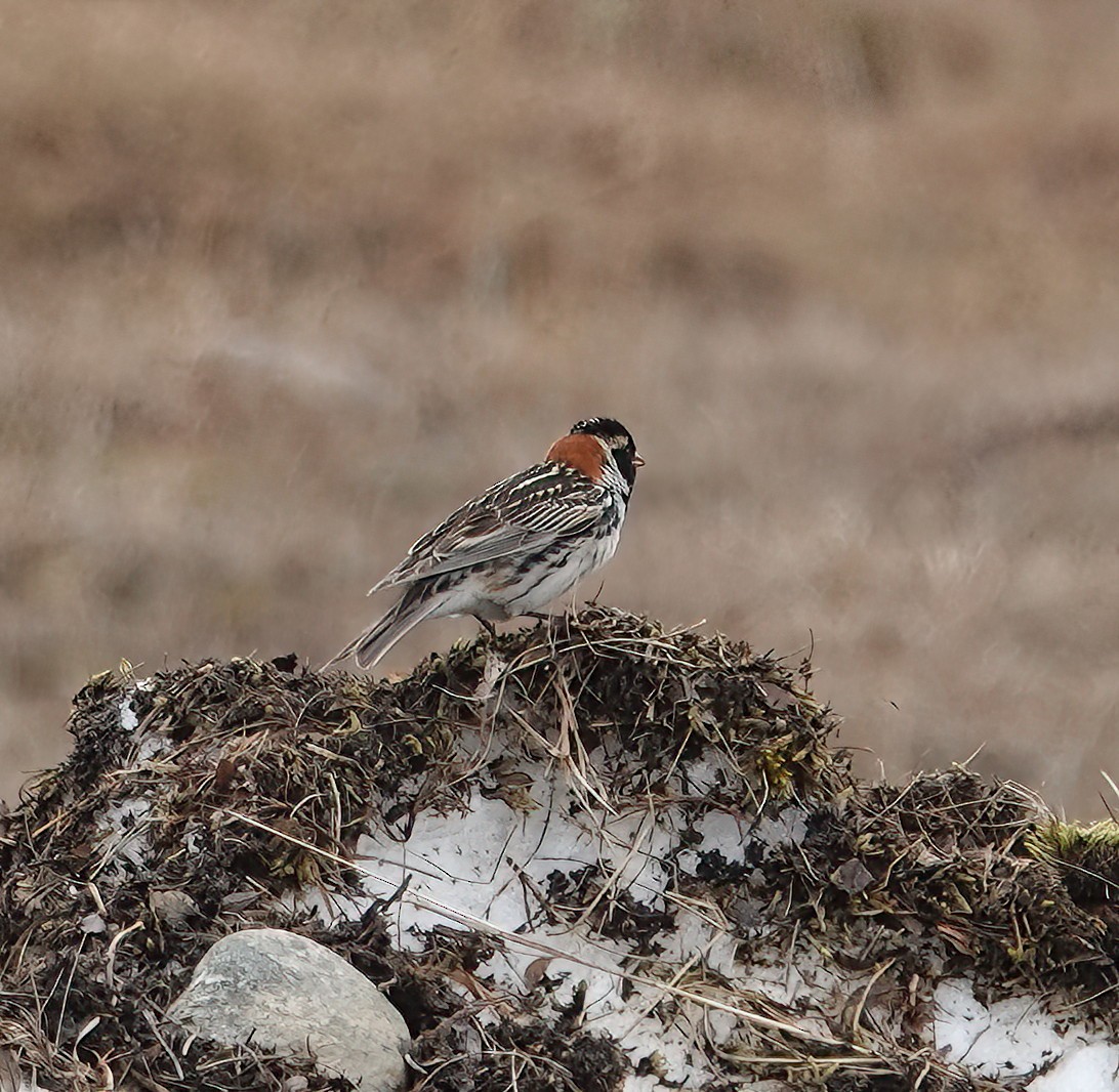 Lapland Longspur - ML620428318