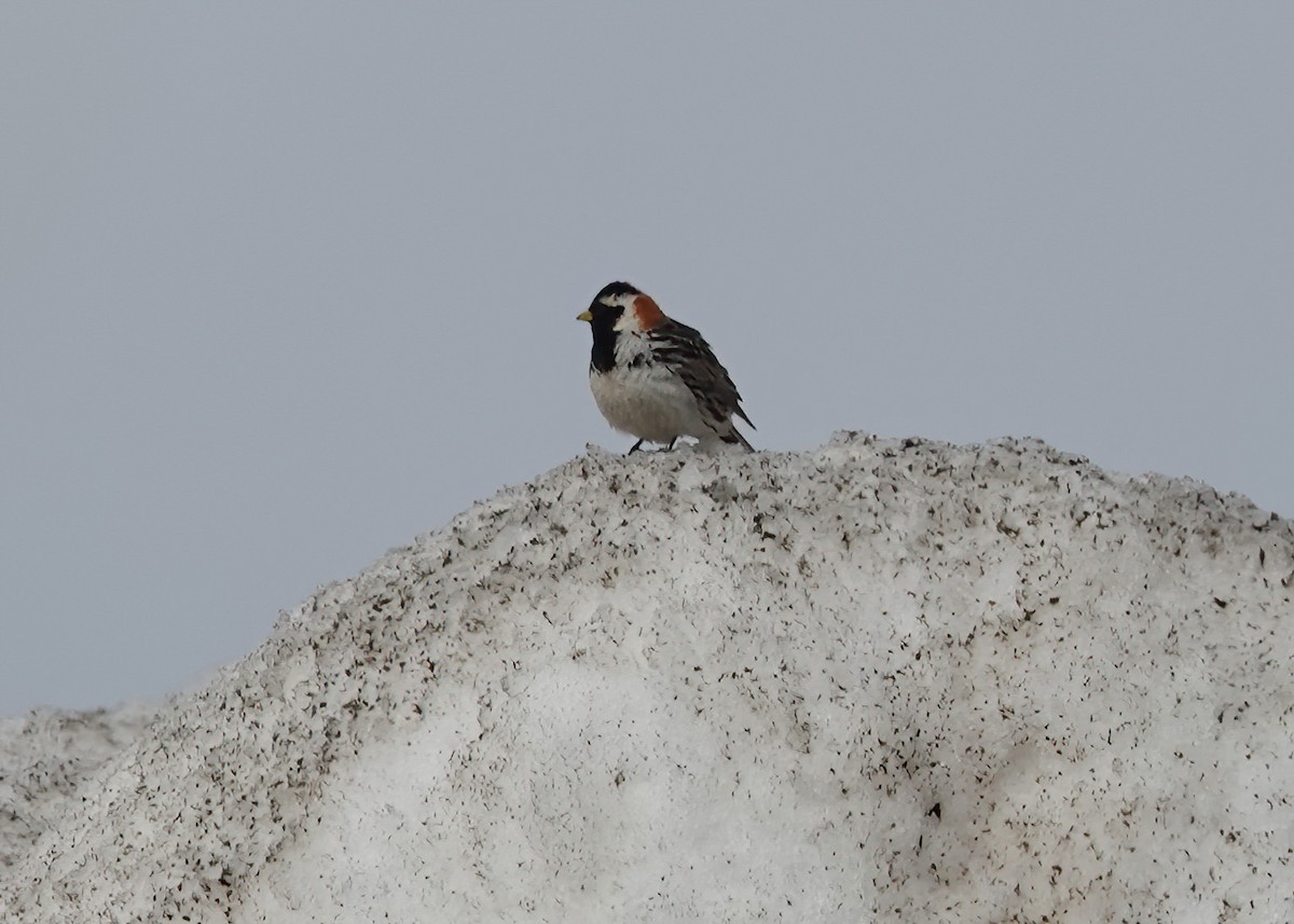 Lapland Longspur - ML620428319