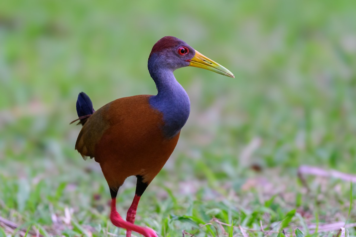 Russet-naped Wood-Rail - ML620428320