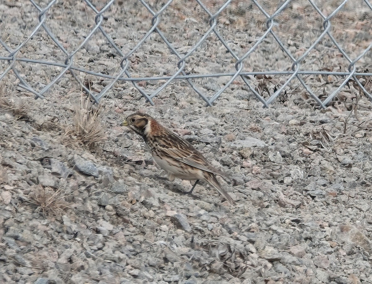 Lapland Longspur - ML620428321