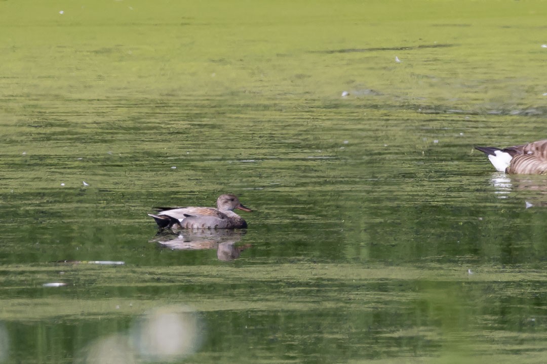 Gadwall - ML620428323