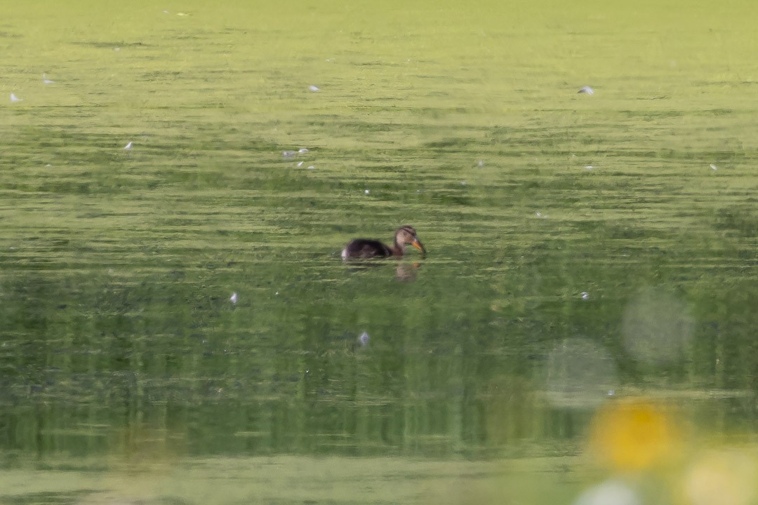 Gadwall - ML620428324