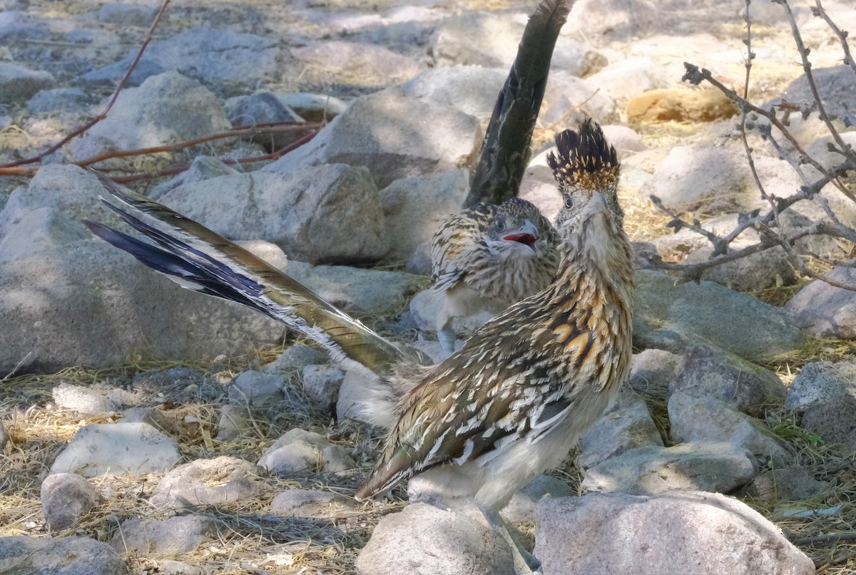 Greater Roadrunner - ML620428327