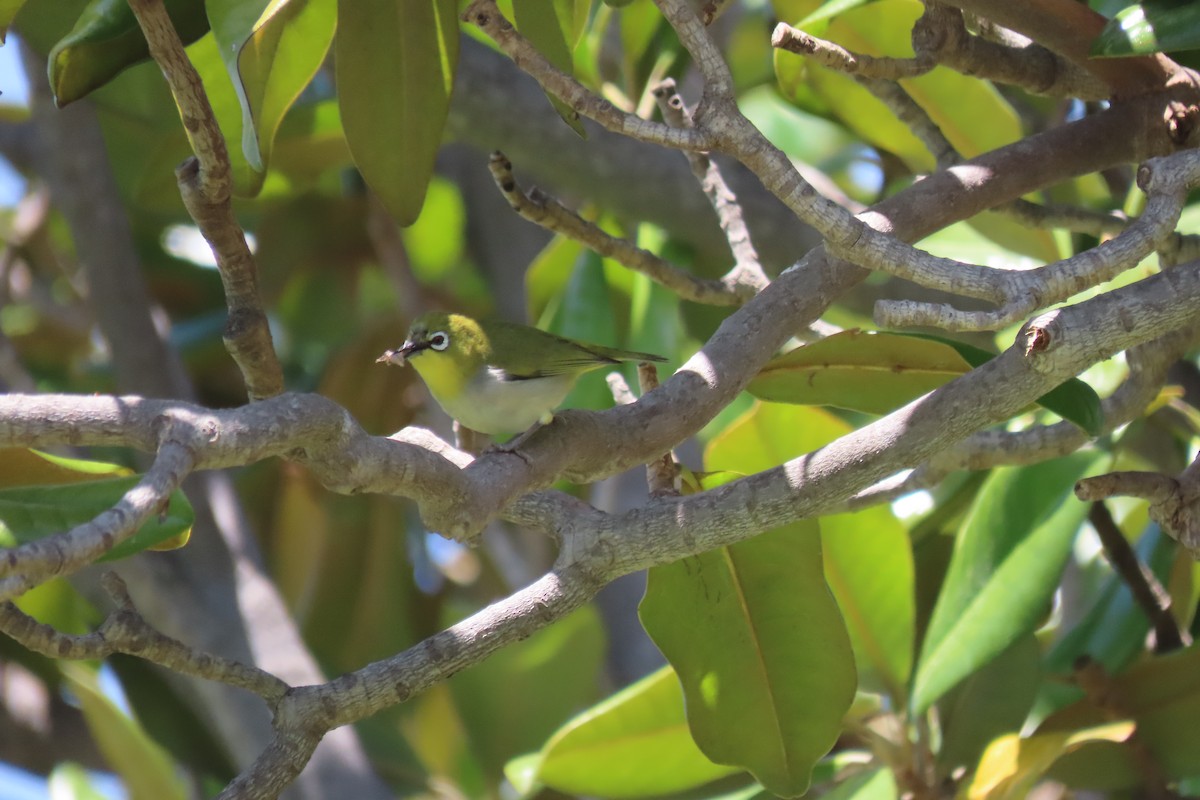 Swinhoe's White-eye - ML620428331