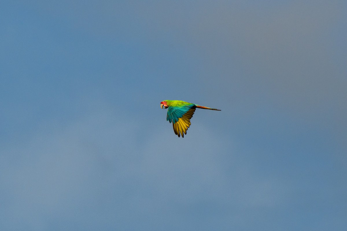 Great Green Macaw - ML620428333