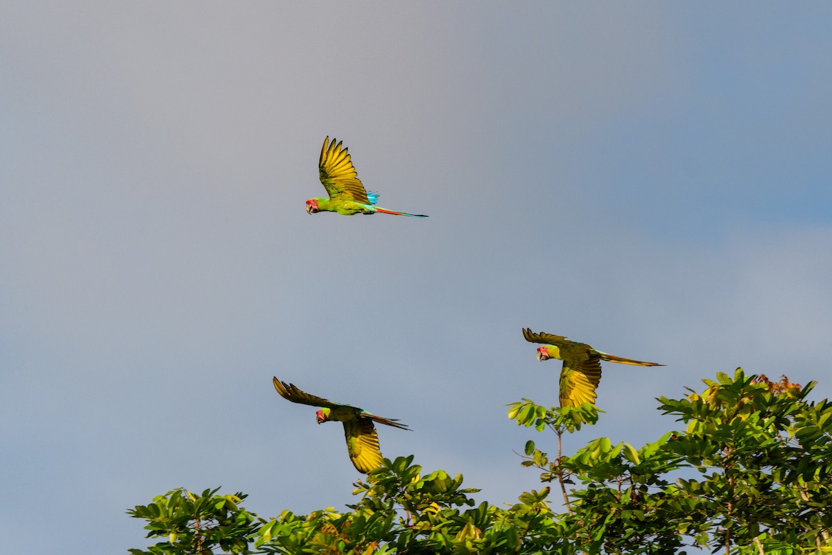 Great Green Macaw - ML620428335