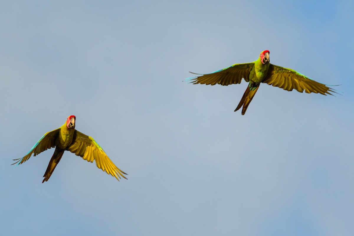 Great Green Macaw - ML620428337