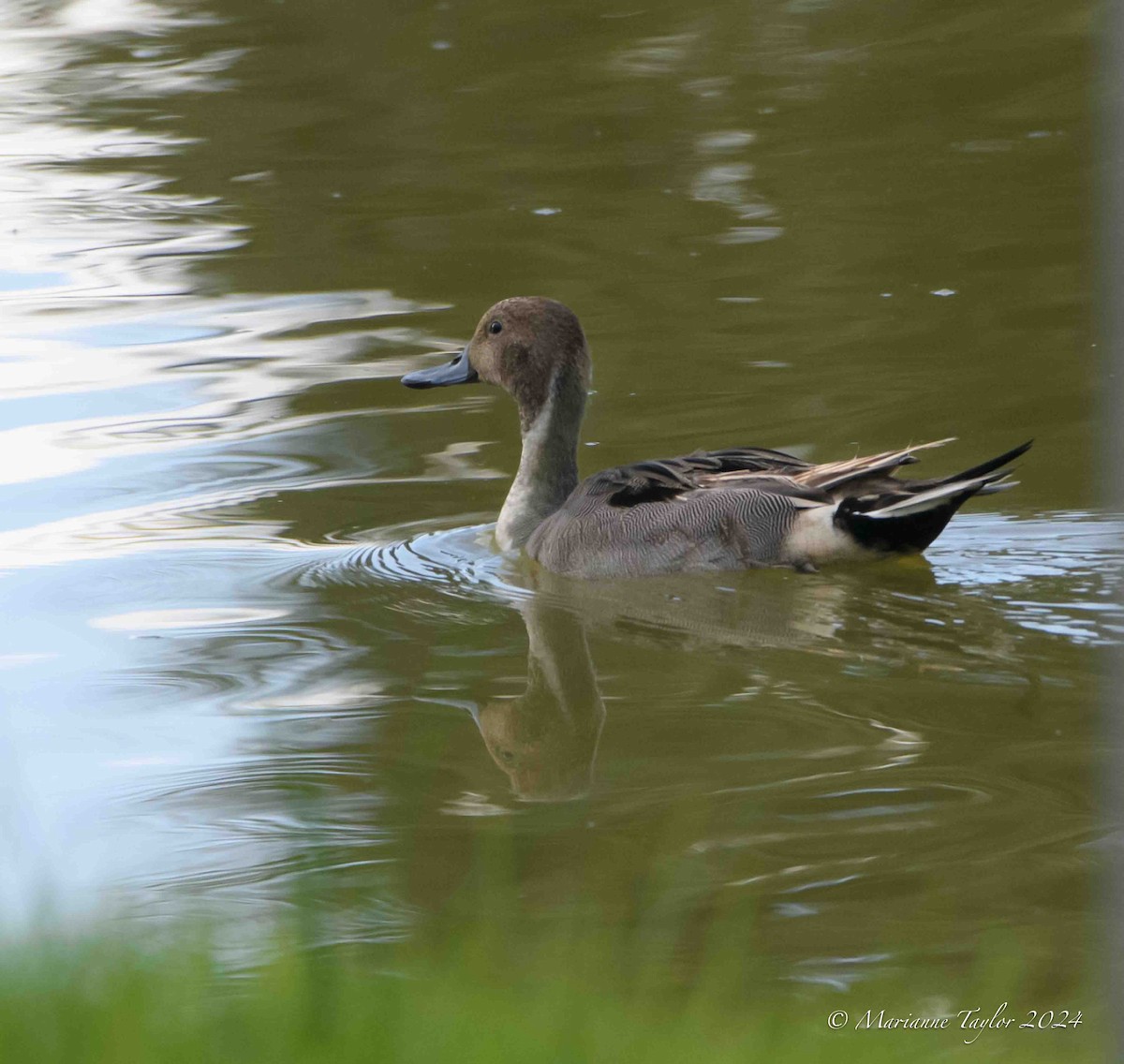 Northern Pintail - ML620428355