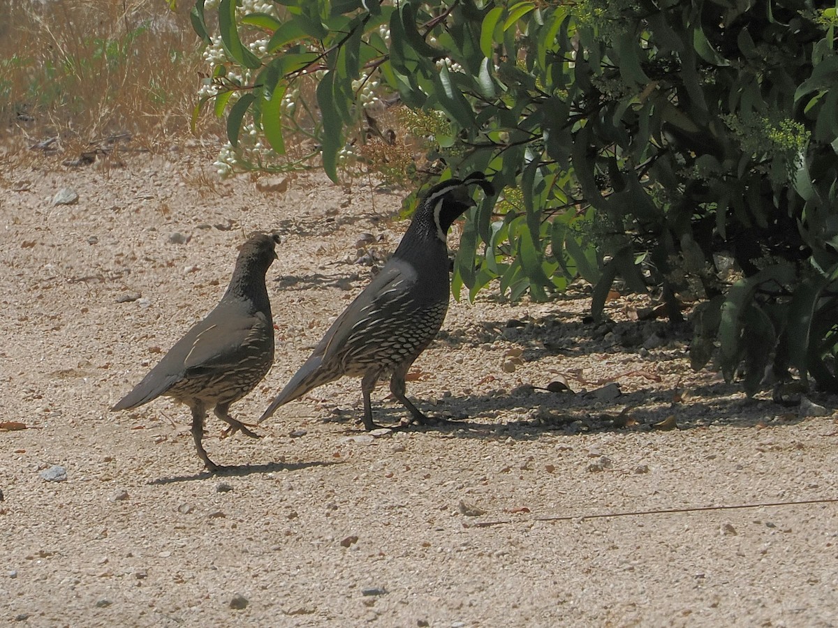 California Quail - ML620428359