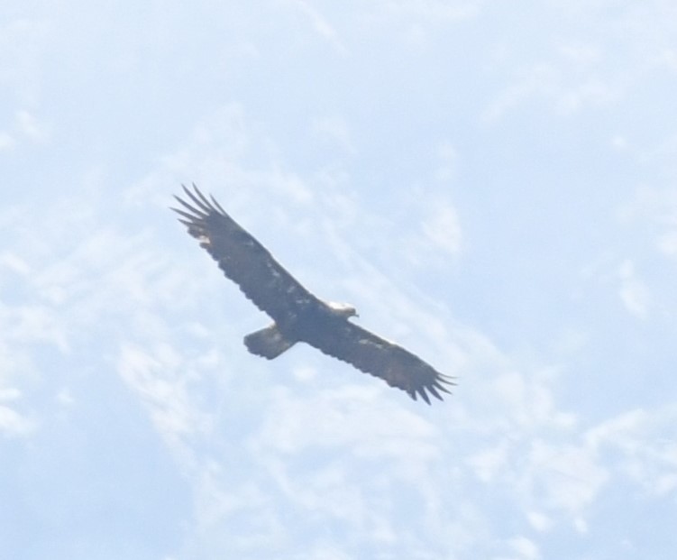 Golden Eagle - ML620428363