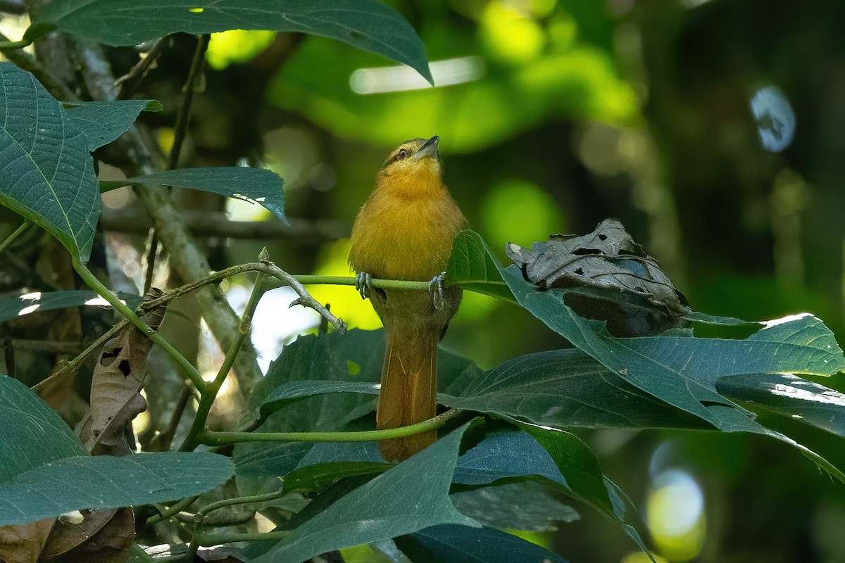 Rufescent Antshrike - ML620428366