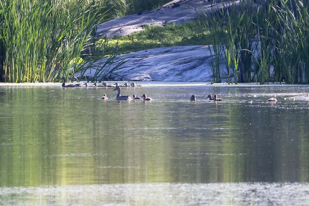 Canard colvert - ML620428373