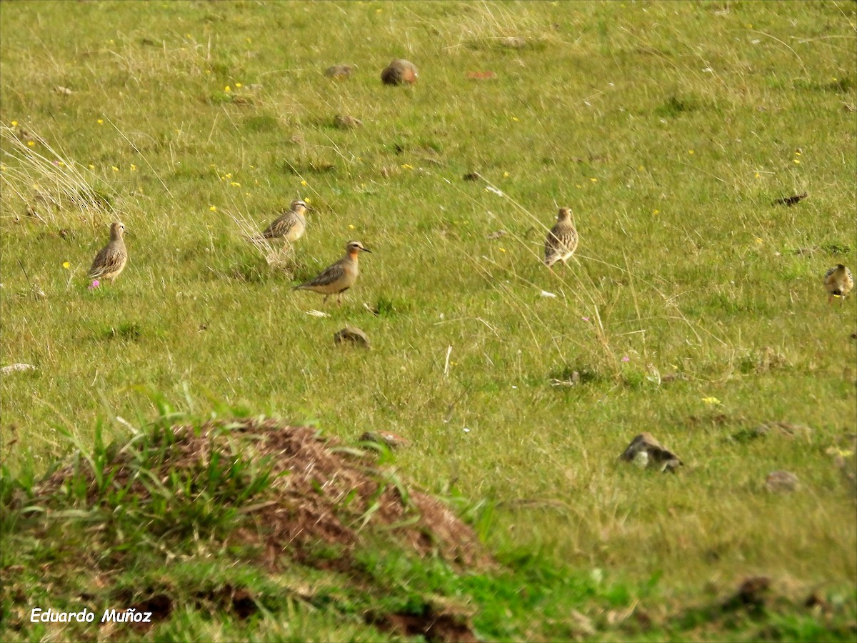 Tawny-throated Dotterel - ML620428375