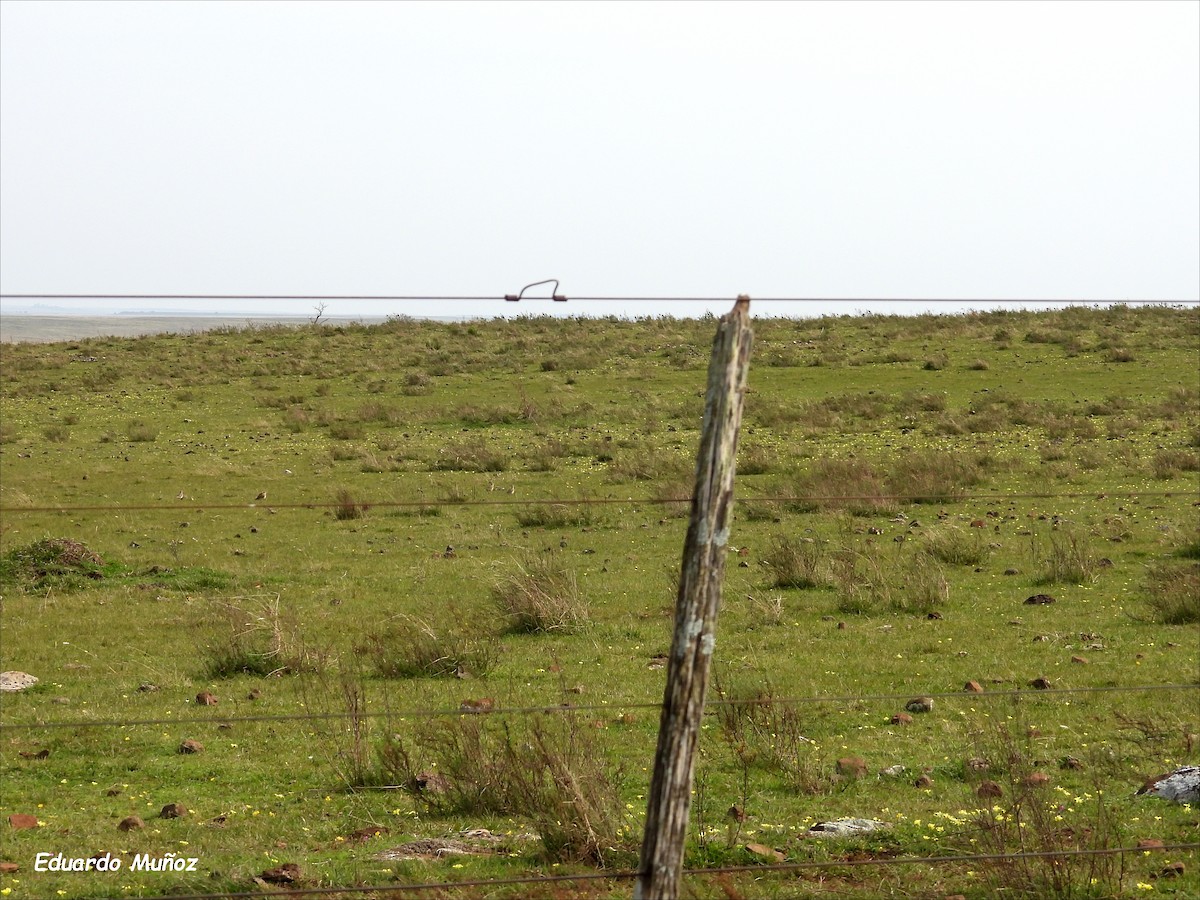 Tawny-throated Dotterel - ML620428376