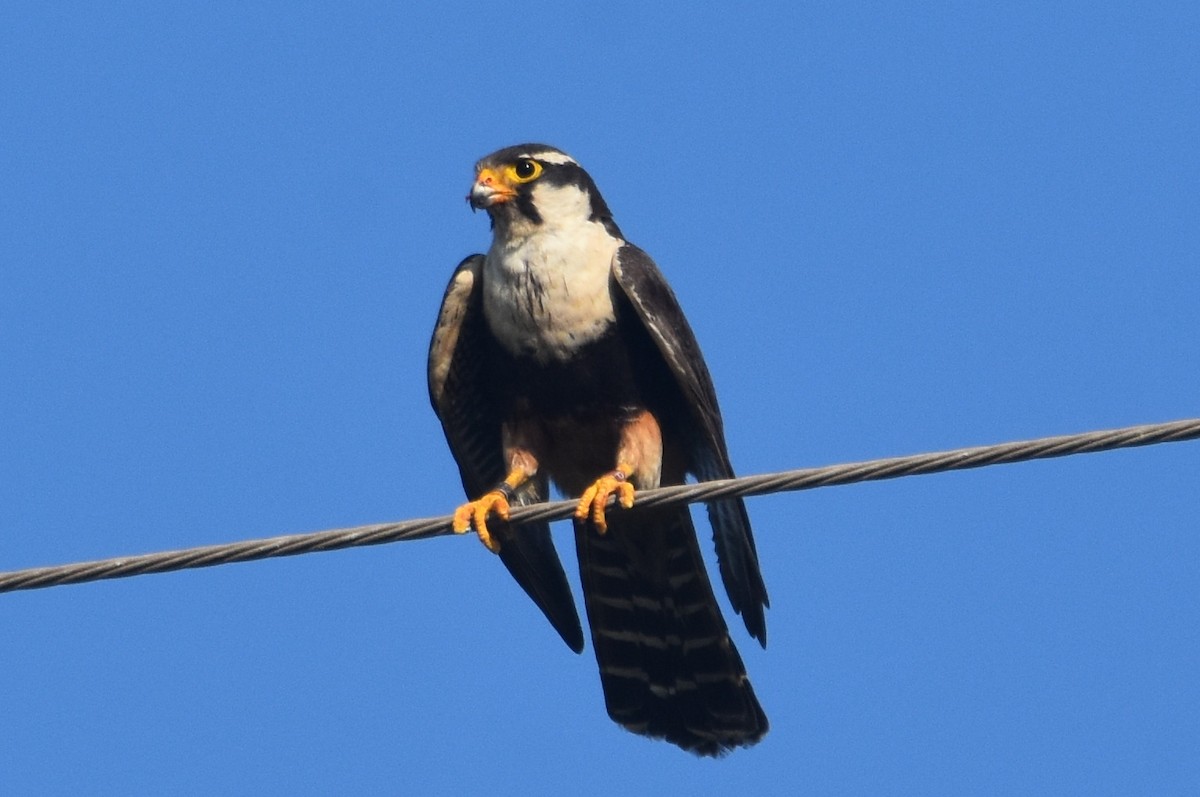 Aplomado Falcon - ML620428381