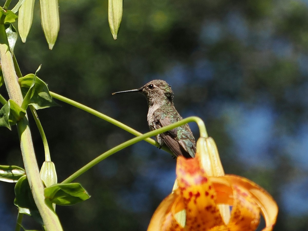 Anna's Hummingbird - ML620428383