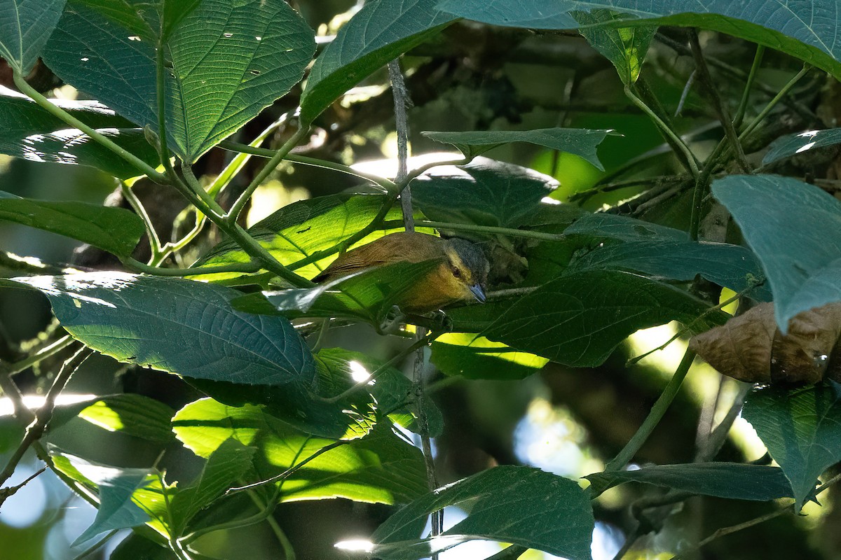 Rufescent Antshrike - ML620428385