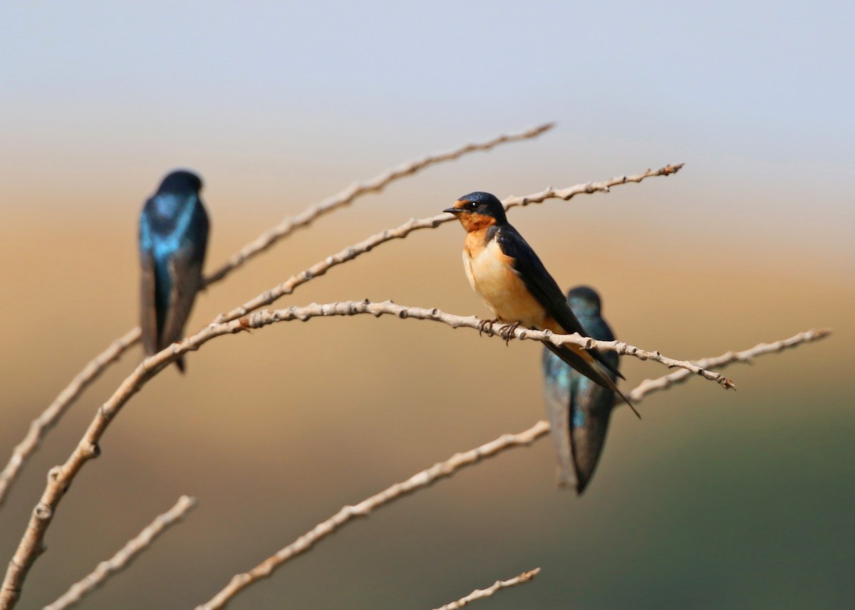 Barn Swallow - ML620428386