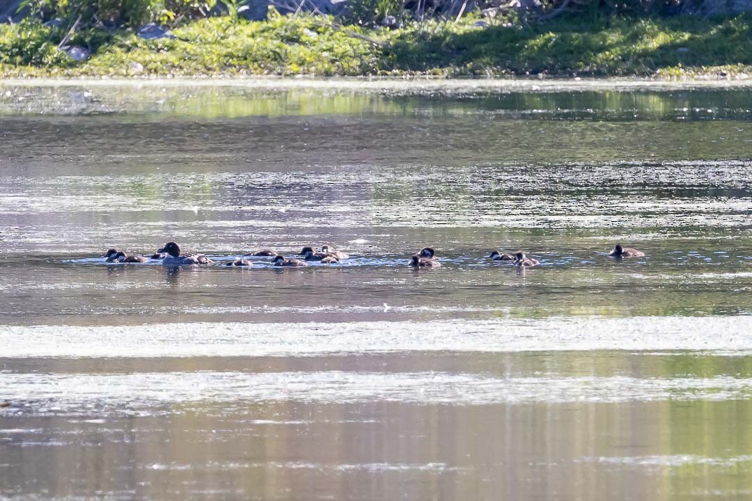 Common Goldeneye - ML620428400