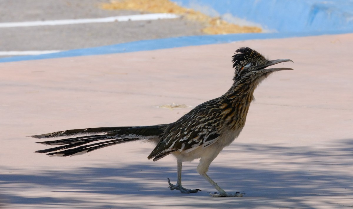 Greater Roadrunner - ML620428403