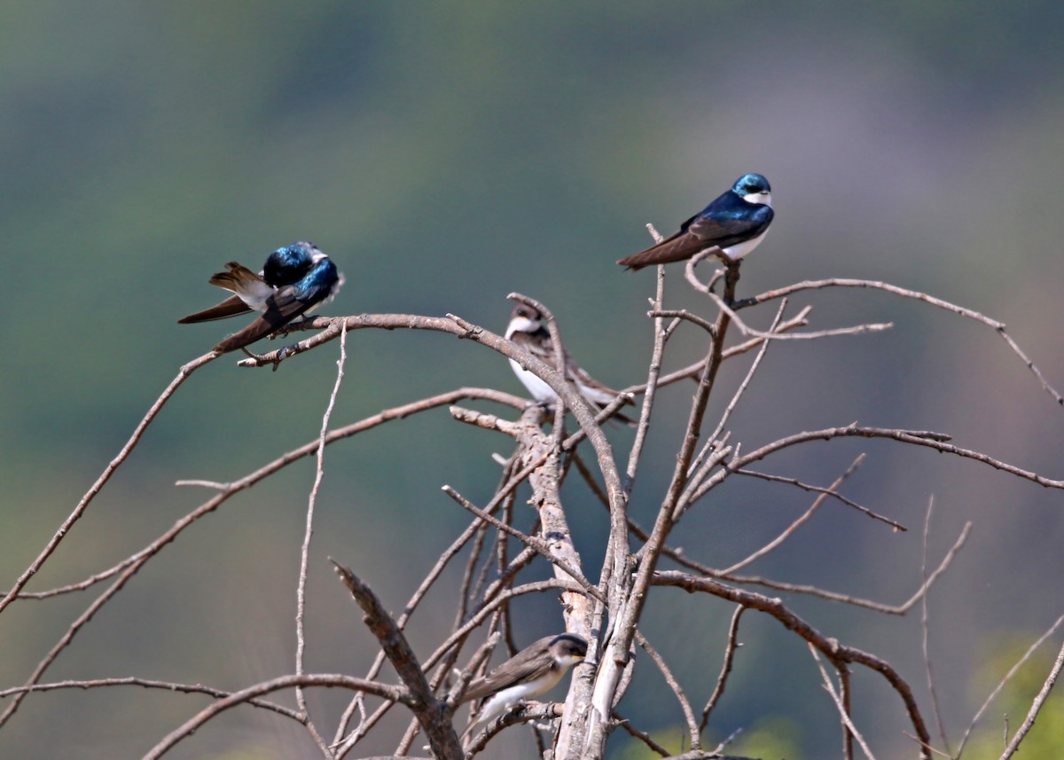 Northern Rough-winged Swallow - ML620428404