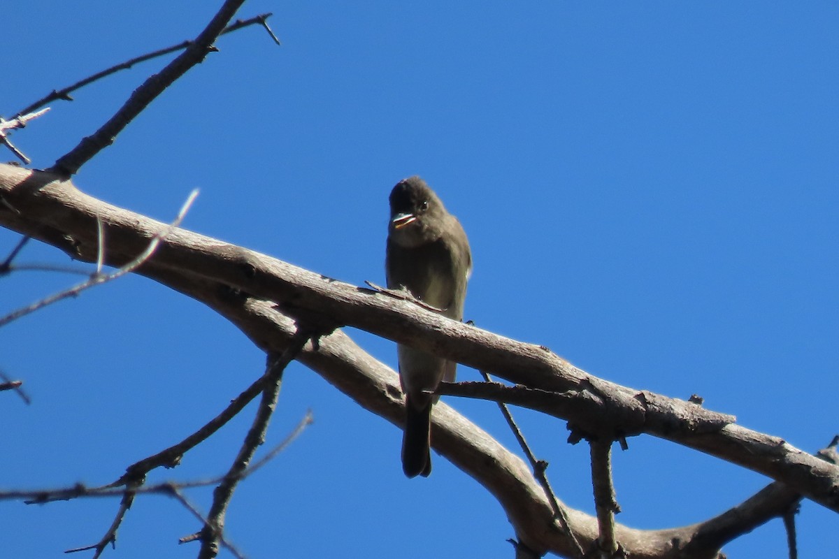 Western Wood-Pewee - ML620428407