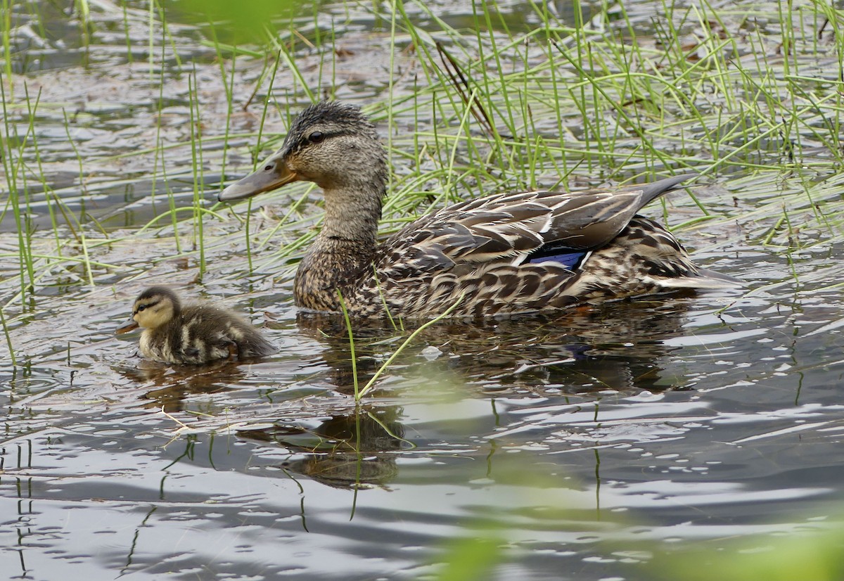 Canard colvert - ML620428408