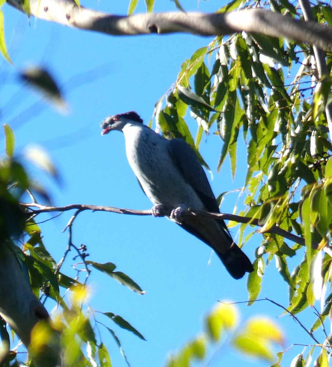 Topknot Pigeon - ML620428412